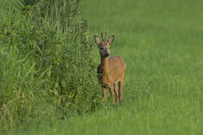 Gervenseheide Putten Camping